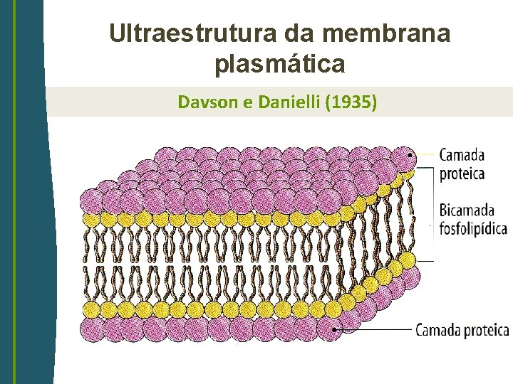 Ultraestrutura da membrana plasmática Davson e Danielli (1935) 