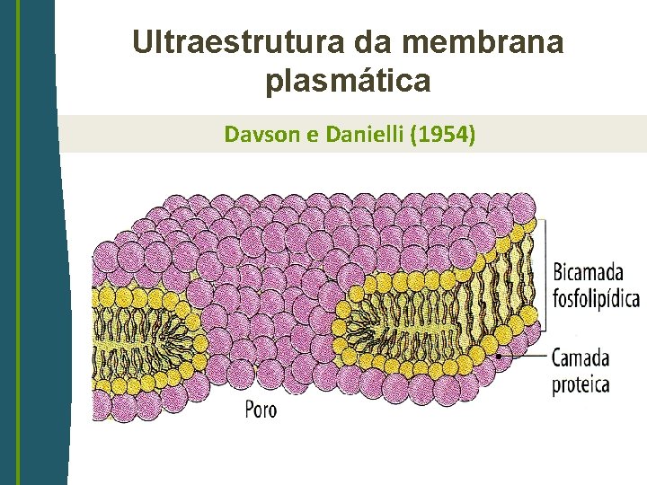 Ultraestrutura da membrana plasmática Davson e Danielli (1954) 