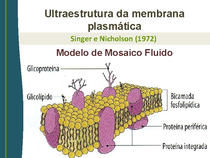 Ultraestrutura da membrana plasmática Singer e Nicholson (1972) Modelo de Mosaico Fluido 