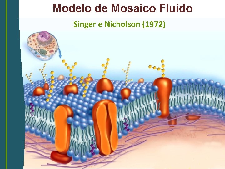 Modelo de Mosaico Fluido Singer e Nicholson (1972) 