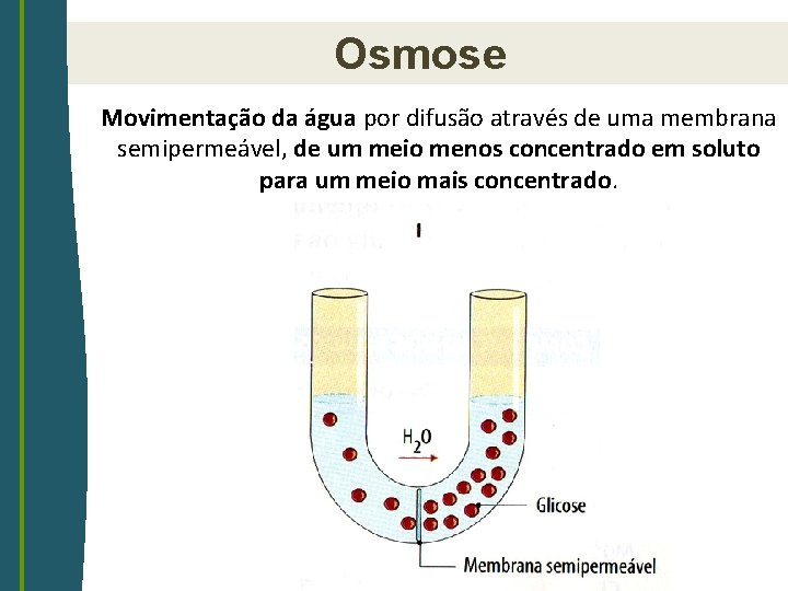 Osmose Movimentação da água por difusão através de uma membrana semipermeável, de um meio