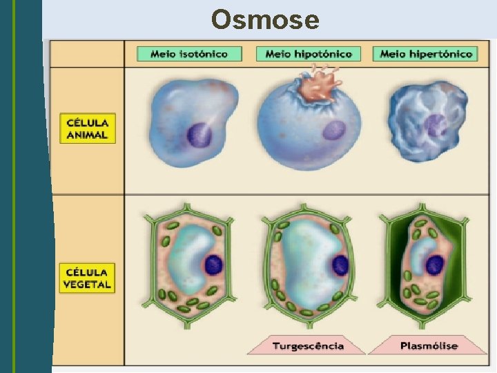 Osmose 