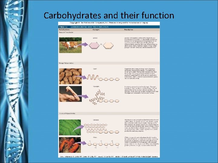 Carbohydrates and their function 