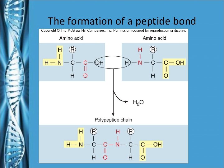The formation of a peptide bond 