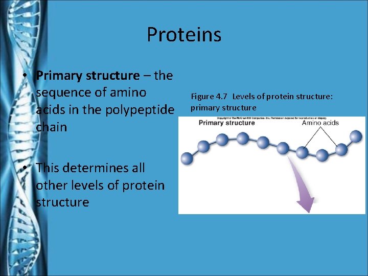Proteins • Primary structure – the sequence of amino acids in the polypeptide chain