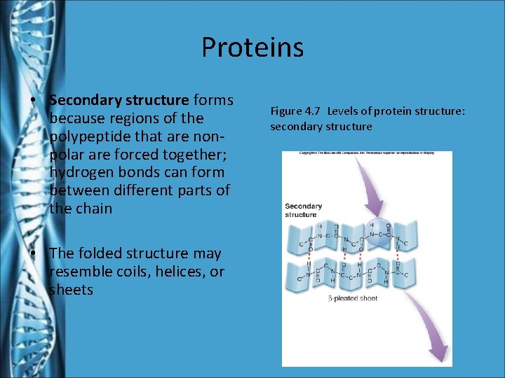 Proteins • Secondary structure forms because regions of the polypeptide that are nonpolar are