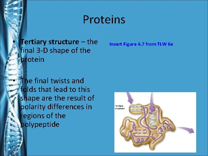Proteins • Tertiary structure – the final 3 -D shape of the protein •