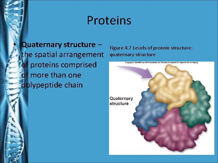 Proteins • Quaternary structure – the spatial arrangement of proteins comprised of more than