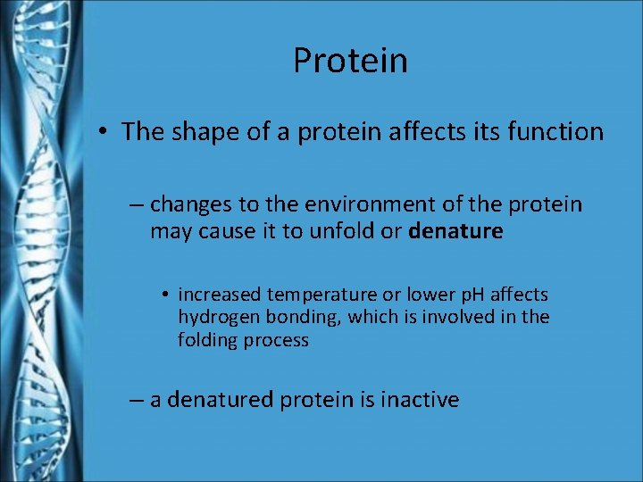 Protein • The shape of a protein affects its function – changes to the