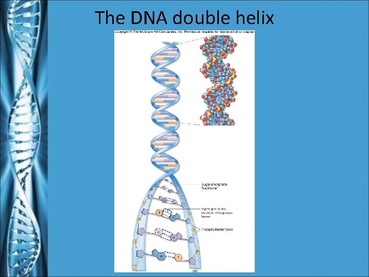 The DNA double helix 