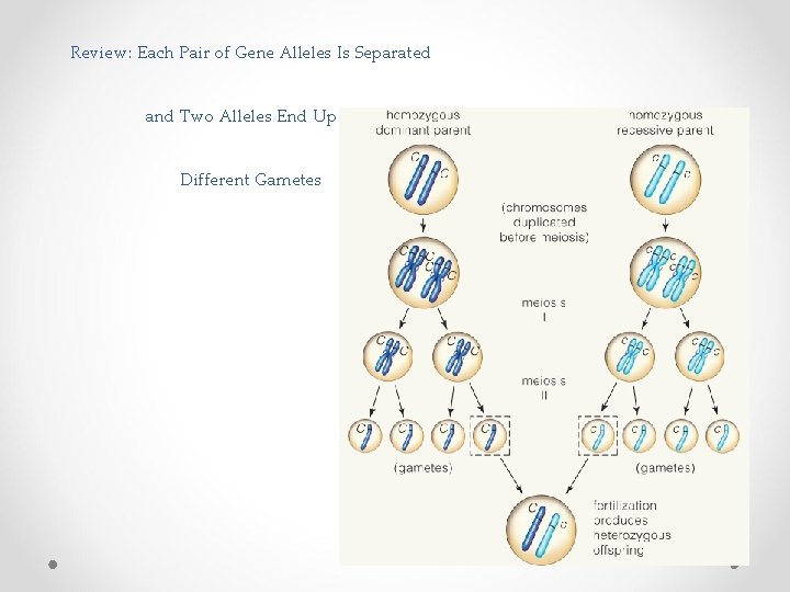 Review: Each Pair of Gene Alleles Is Separated and Two Alleles End Up in