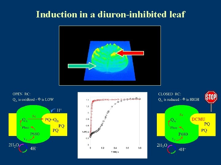 Induction in a diuron-inhibited leaf DCMU 
