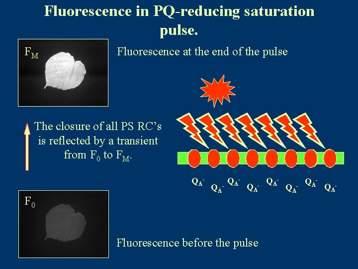 Fluorescence in PQ-reducing saturation pulse. FM Fluorescence at the end of the pulse The
