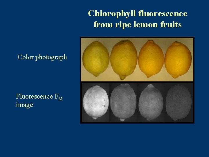 Chlorophyll fluorescence from ripe lemon fruits Color photograph Fluorescence FM image 