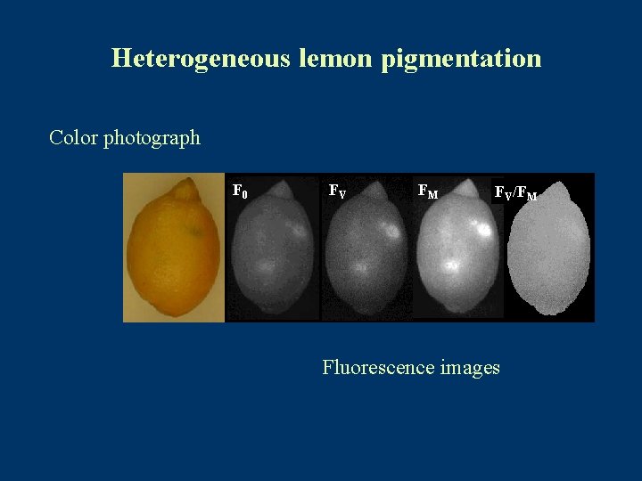 Heterogeneous lemon pigmentation Color photograph F 0 FV FM FV/FM Fluorescence images 