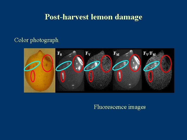 Post-harvest lemon damage Color photograph F 0 FV FM FV/FM Fluorescence images 