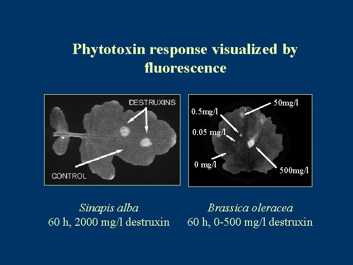 Phytotoxin response visualized by fluorescence 0. 5 mg/l 50 mg/l 0. 05 mg/l 0