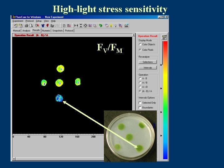 High-light stress sensitivity FV/FM 2 