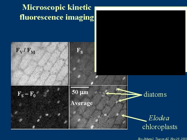 Microscopic kinetic fluorescence imaging FV / F M FS FS – F 0 50