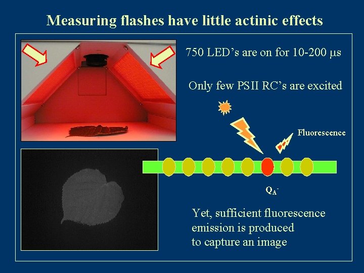 Measuring flashes have little actinic effects 750 LED’s are on for 10 -200 ms