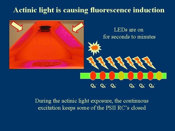 Actinic light is causing fluorescence induction LEDs are on for seconds to minutes QA-