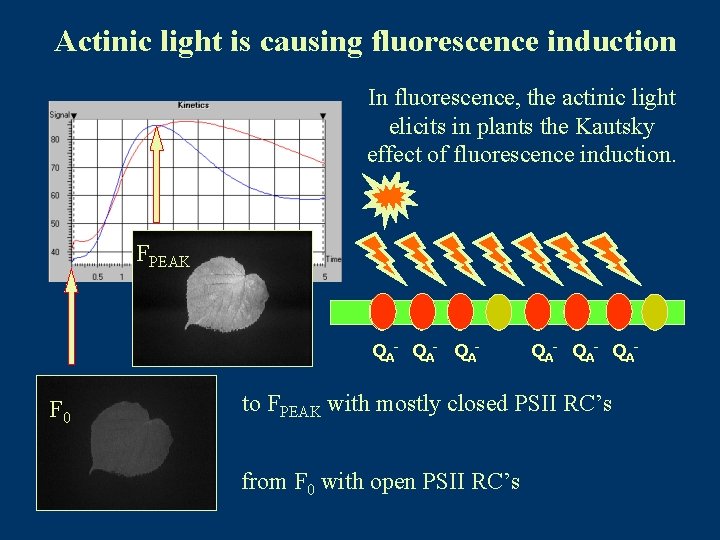 Actinic light is causing fluorescence induction In fluorescence, the actinic light elicits in plants