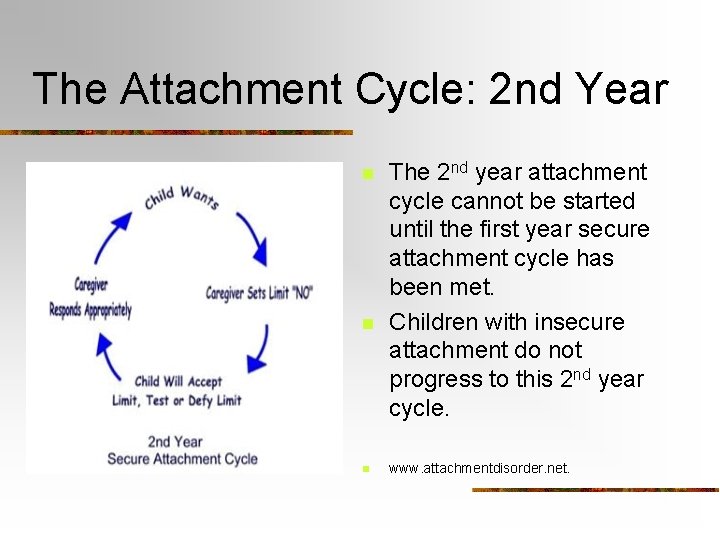 The Attachment Cycle: 2 nd Year n n n The 2 nd year attachment