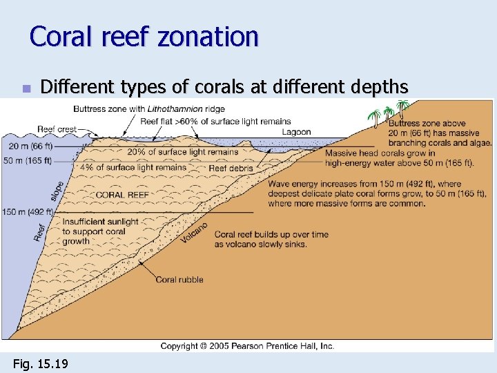 Coral reef zonation n Different types of corals at different depths Fig. 15. 19