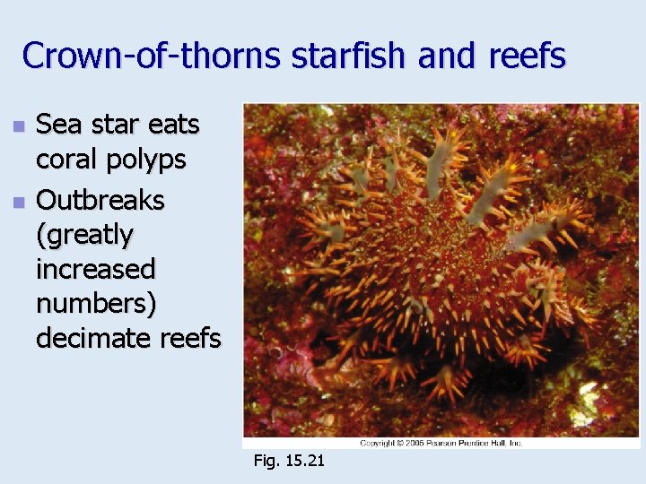 Crown-of-thorns starfish and reefs n n Sea star eats coral polyps Outbreaks (greatly increased