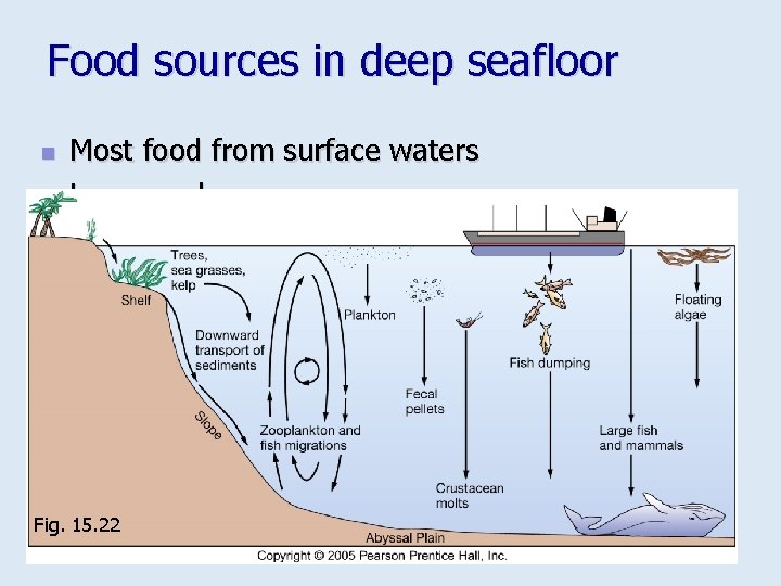 Food sources in deep seafloor n n Most food from surface waters Low supply