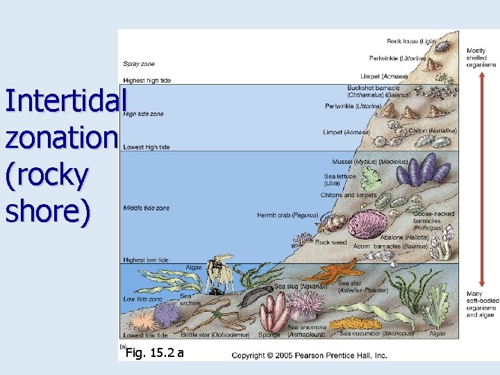 Intertidal zonation (rocky shore) Fig. 15. 2 a 