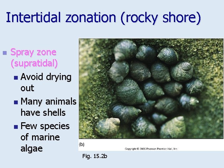 Intertidal zonation (rocky shore) n Spray zone (supratidal) n Avoid drying out n Many
