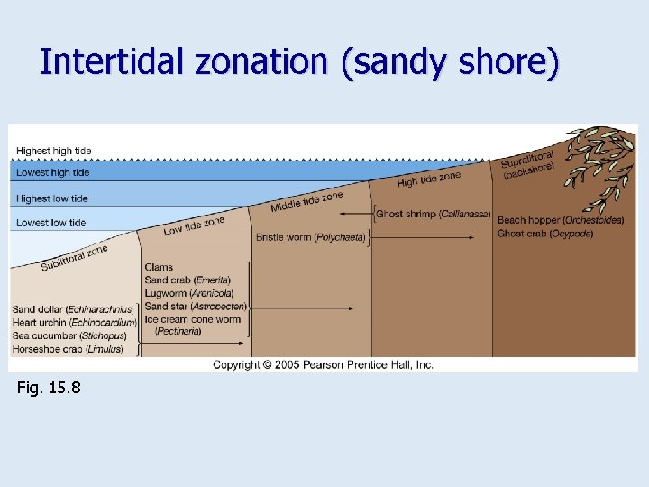 Intertidal zonation (sandy shore) Fig. 15. 8 