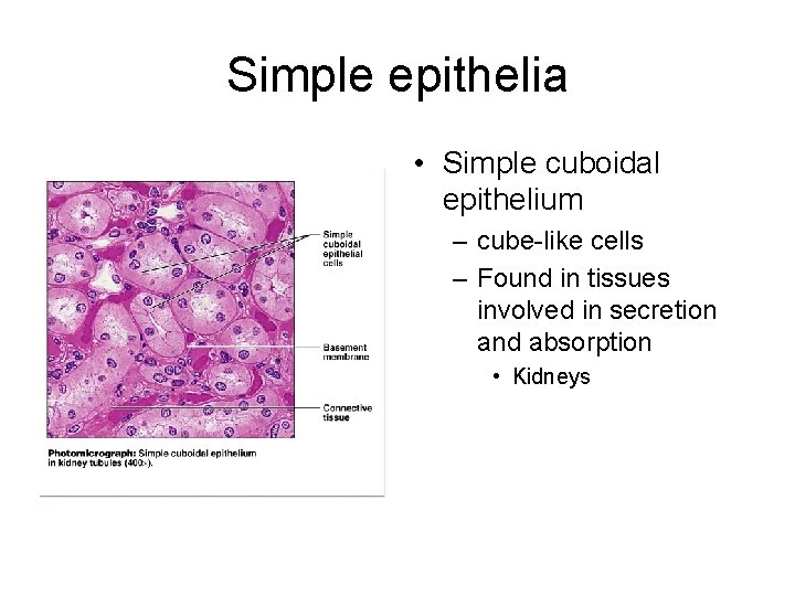 Simple epithelia • Simple cuboidal epithelium – cube-like cells – Found in tissues involved