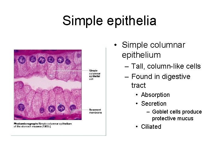 Simple epithelia • Simple columnar epithelium – Tall, column-like cells – Found in digestive