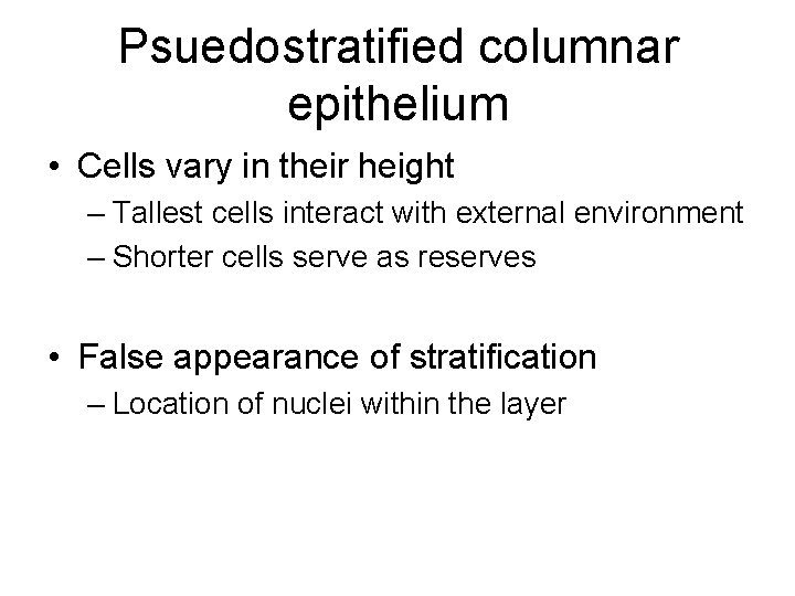 Psuedostratified columnar epithelium • Cells vary in their height – Tallest cells interact with