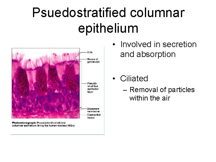 Psuedostratified columnar epithelium • Involved in secretion and absorption • Ciliated – Removal of