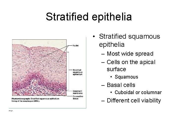 Stratified epithelia • Stratified squamous epithelia – Most wide spread – Cells on the