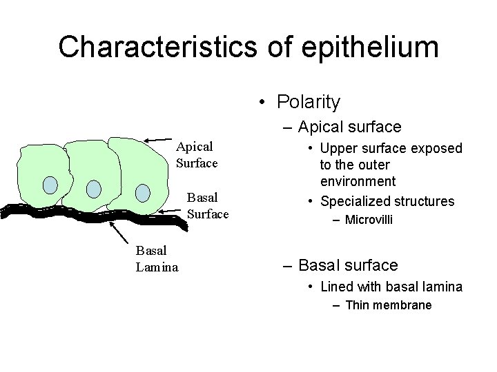 Characteristics of epithelium • Polarity – Apical surface Apical Surface Basal Lamina • Upper
