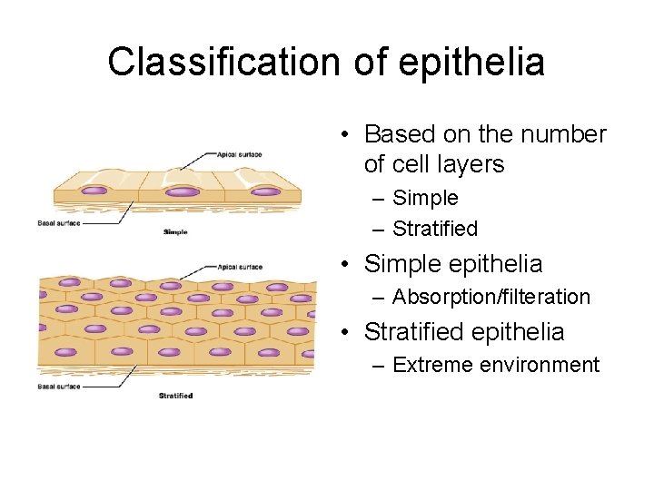 Classification of epithelia • Based on the number of cell layers – Simple –