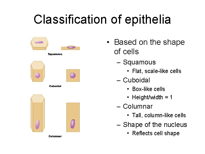 Classification of epithelia • Based on the shape of cells – Squamous • Flat,