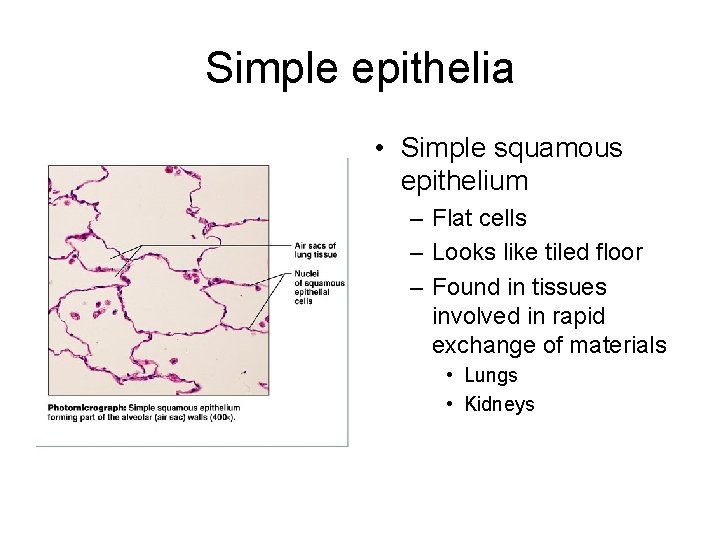 Simple epithelia • Simple squamous epithelium – Flat cells – Looks like tiled floor