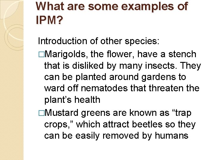 What are some examples of IPM? Introduction of other species: �Marigolds, the flower, have