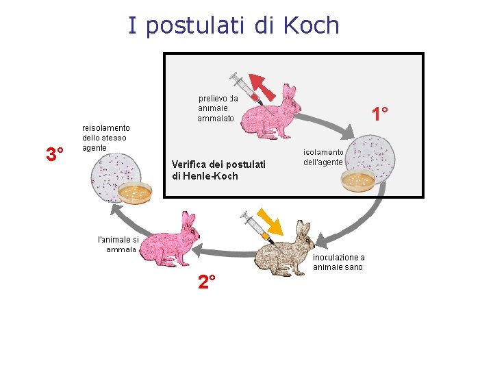 I postulati di Koch 1° 3° 2° 