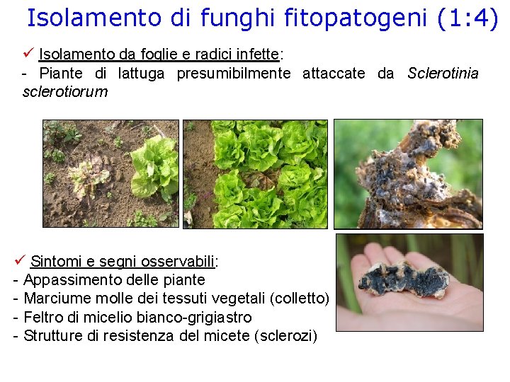 Isolamento di funghi fitopatogeni (1: 4) Isolamento da foglie e radici infette: - Piante