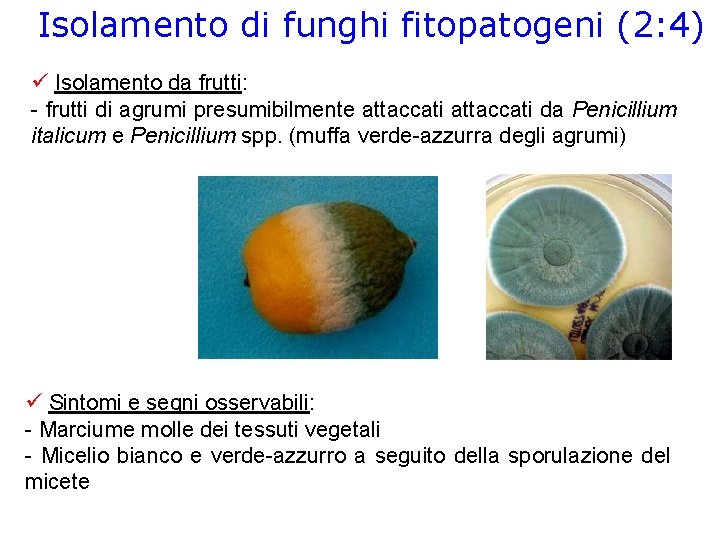 Isolamento di funghi fitopatogeni (2: 4) Isolamento da frutti: - frutti di agrumi presumibilmente