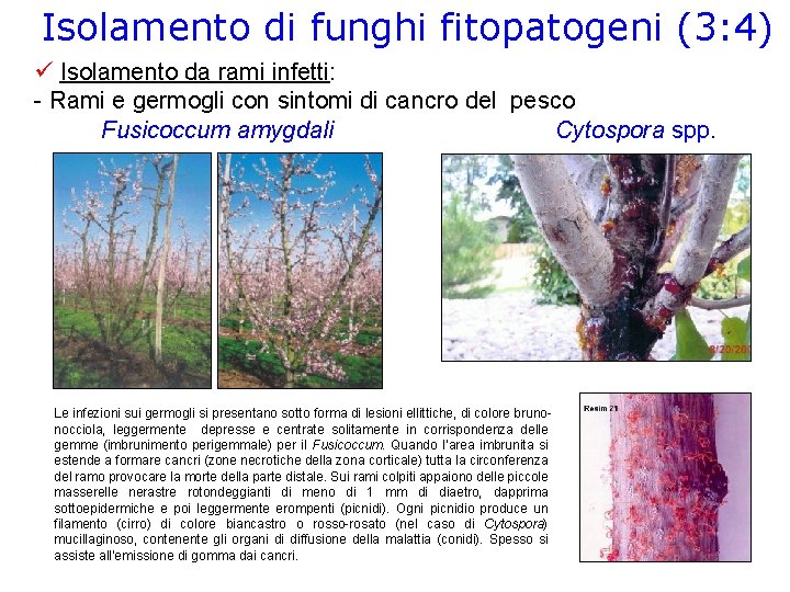Isolamento di funghi fitopatogeni (3: 4) Isolamento da rami infetti: - Rami e germogli
