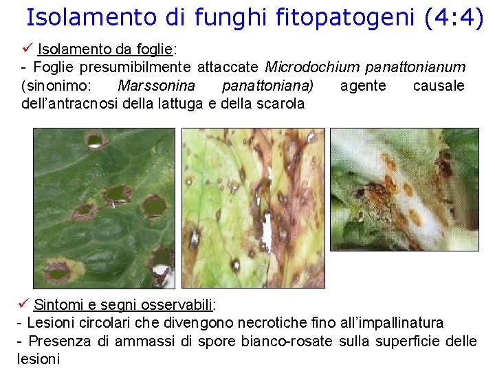 Isolamento di funghi fitopatogeni (4: 4) Isolamento da foglie: - Foglie presumibilmente attaccate Microdochium