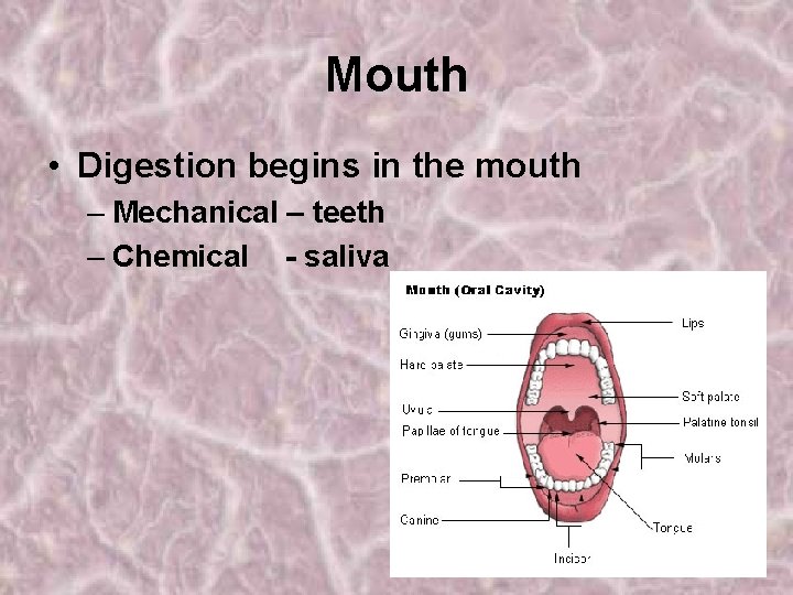 Mouth • Digestion begins in the mouth – Mechanical – teeth – Chemical -