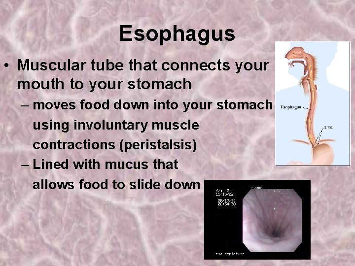 Esophagus • Muscular tube that connects your mouth to your stomach – moves food